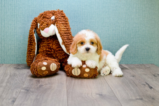 Cavachon Puppy for Adoption