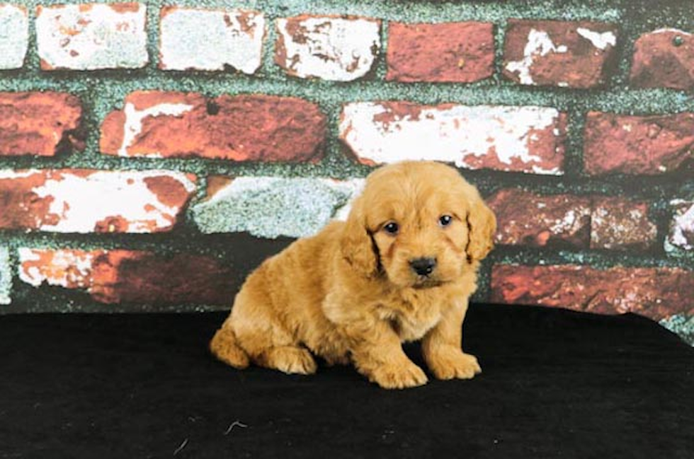 Sweet Mini Goldendoodle Baby