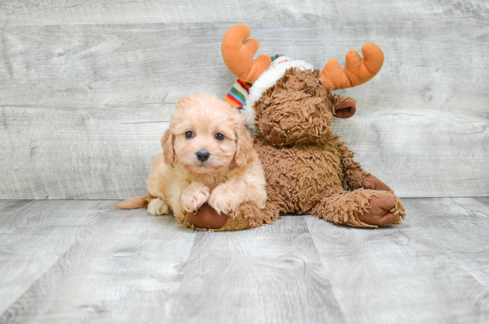 Best Cavachon Baby