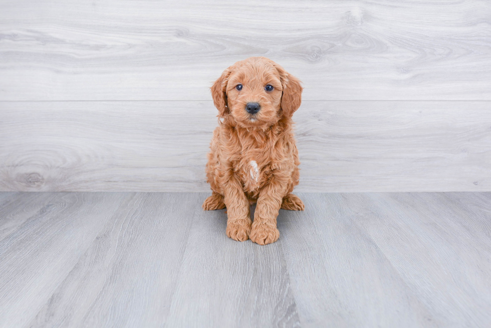 Best Mini Goldendoodle Baby