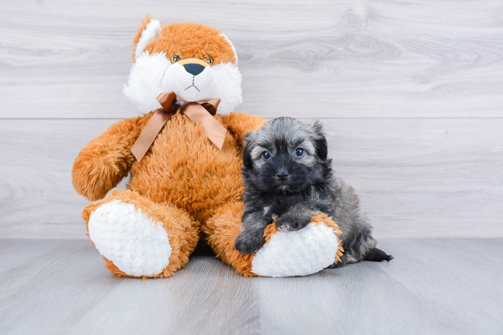 Fluffy Havanese Purebred Puppy