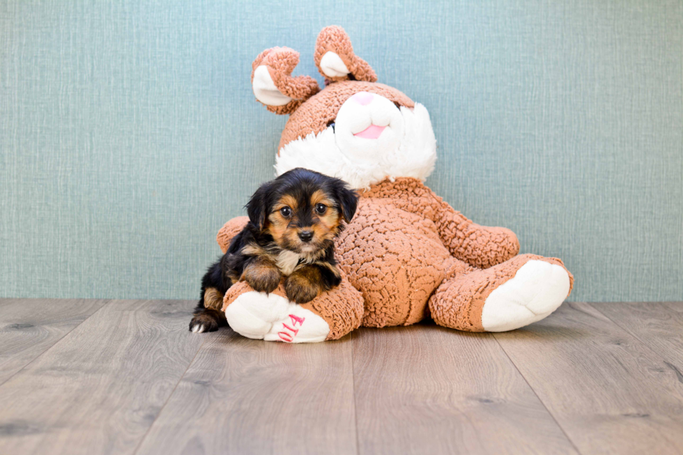 Small Morkie Baby