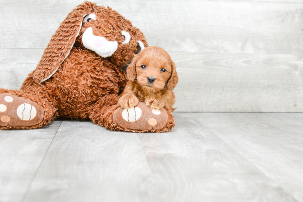 Funny Mini Goldendoodle Poodle Mix Pup