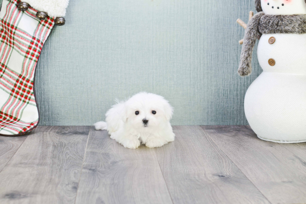 Fluffy Maltese Purebred Puppy