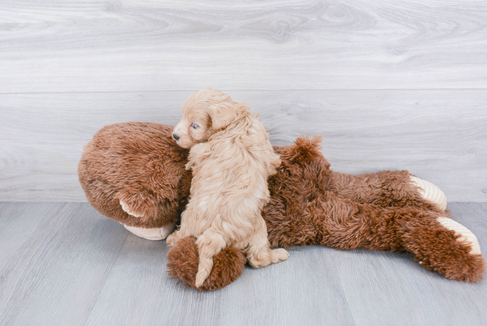 Best Cavapoo Baby