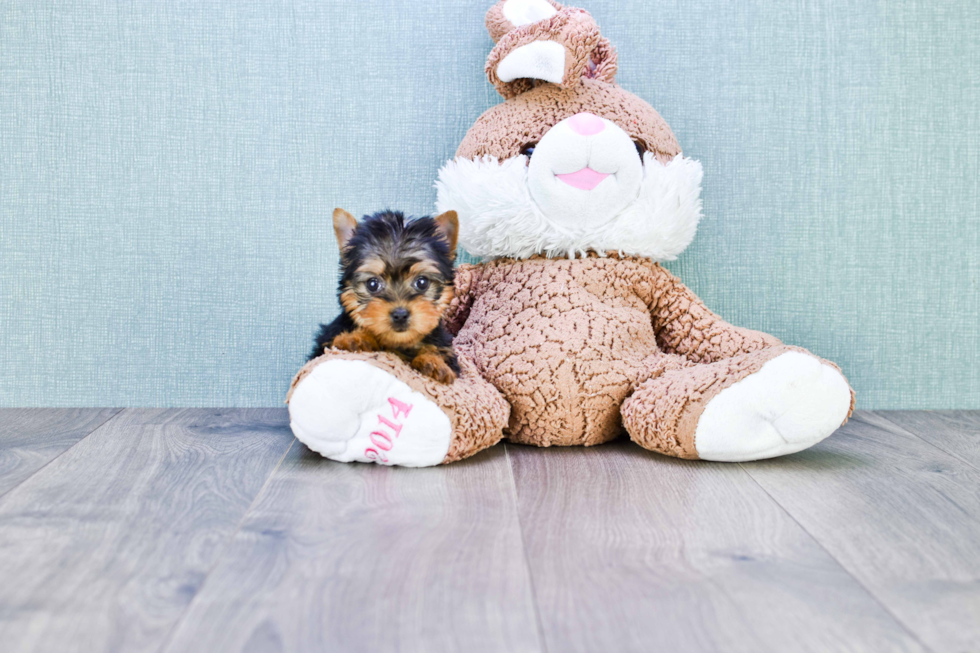 Meet Nugget - our Yorkshire Terrier Puppy Photo 