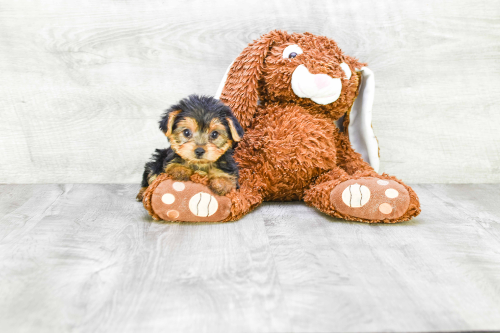 Meet Bella - our Yorkshire Terrier Puppy Photo 