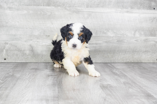 Small Mini Bernedoodle Baby