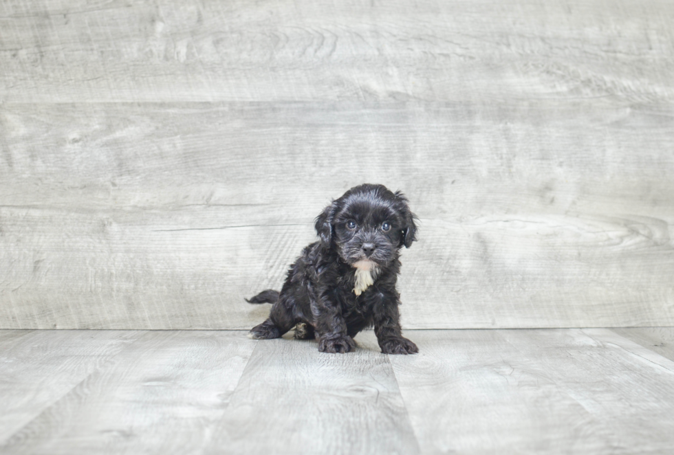 Cute Cavapoo Baby