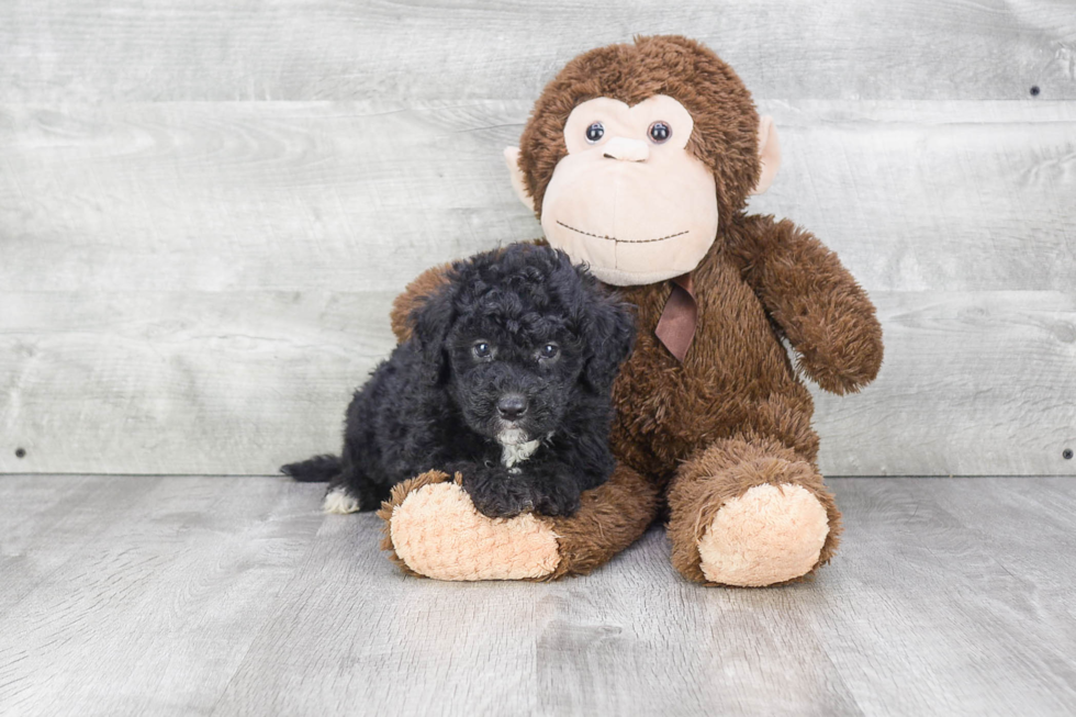 Sweet Mini Bernedoodle Baby