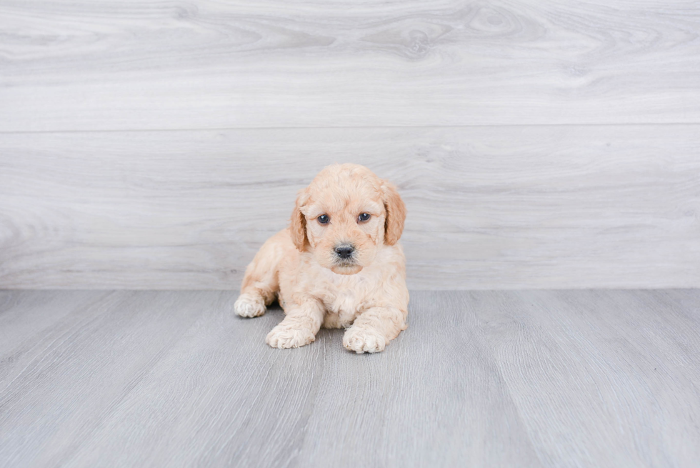 Smart Mini Goldendoodle Poodle Mix Pup