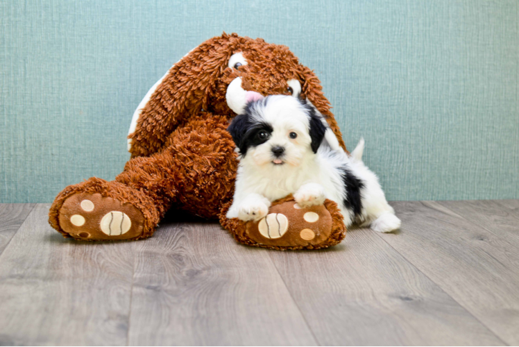 Teddy Bear Pup Being Cute