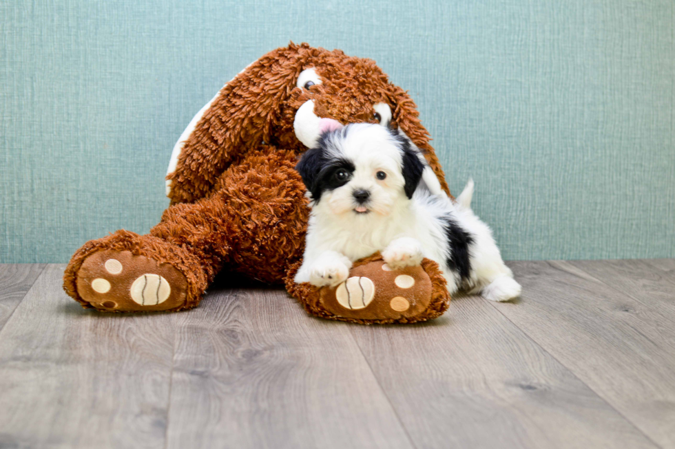 Teddy Bear Pup Being Cute