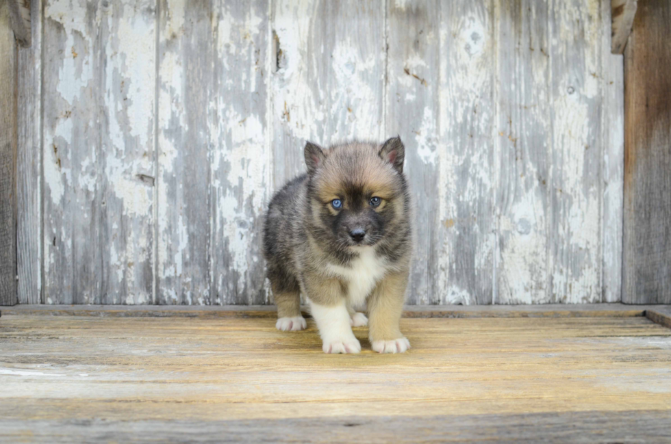 Pomsky Pup Being Cute