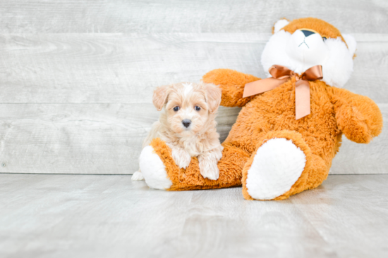 Best Cavapoo Baby