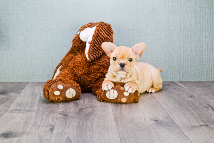 Small French Bulldog Purebred Pup