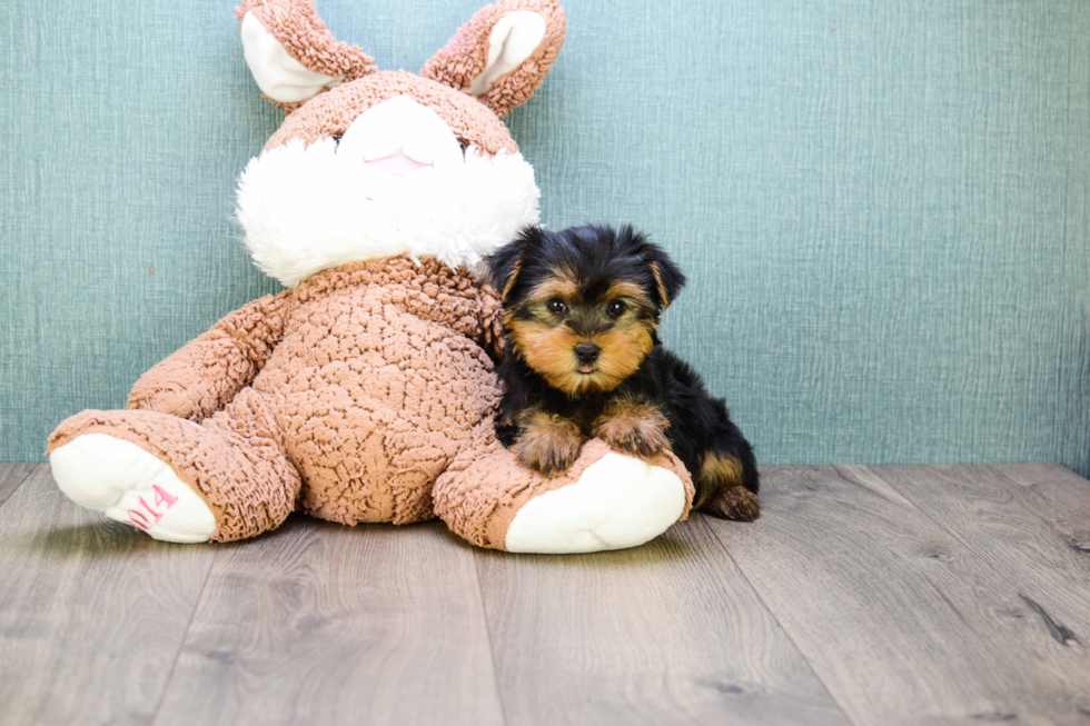 Meet Bella - our Yorkshire Terrier Puppy Photo 