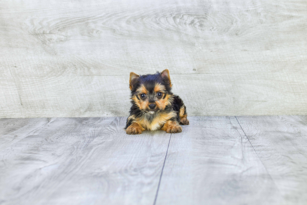 Meet Lisa - our Yorkshire Terrier Puppy Photo 