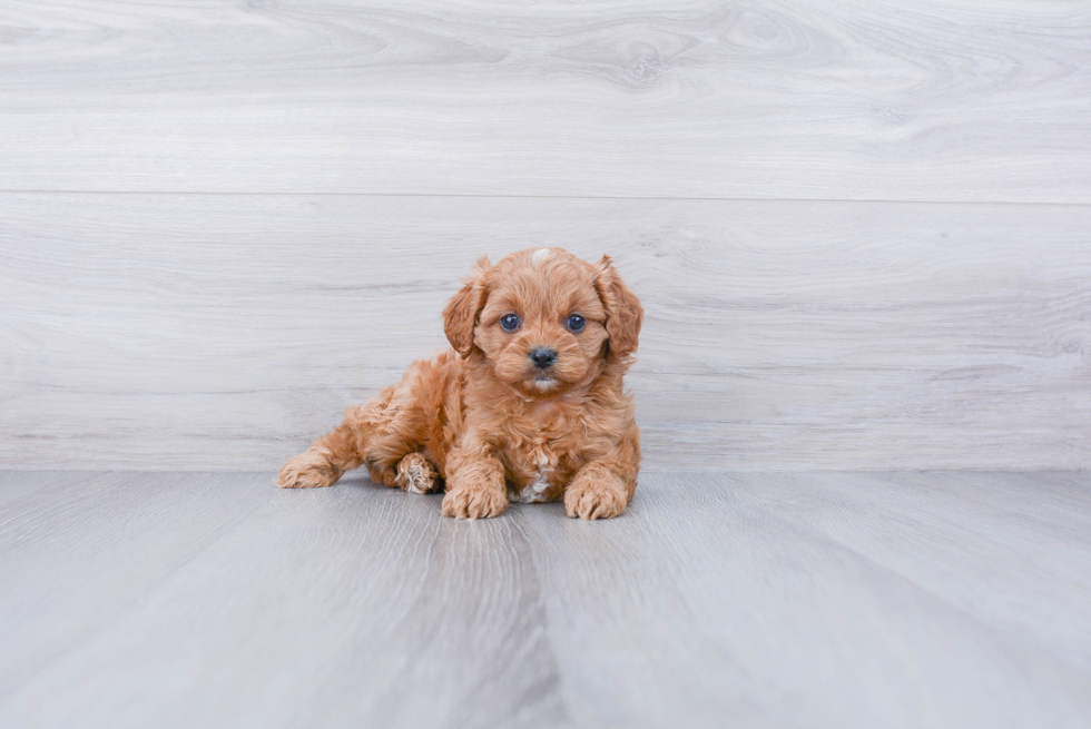 Petite Cavapoo Poodle Mix Pup