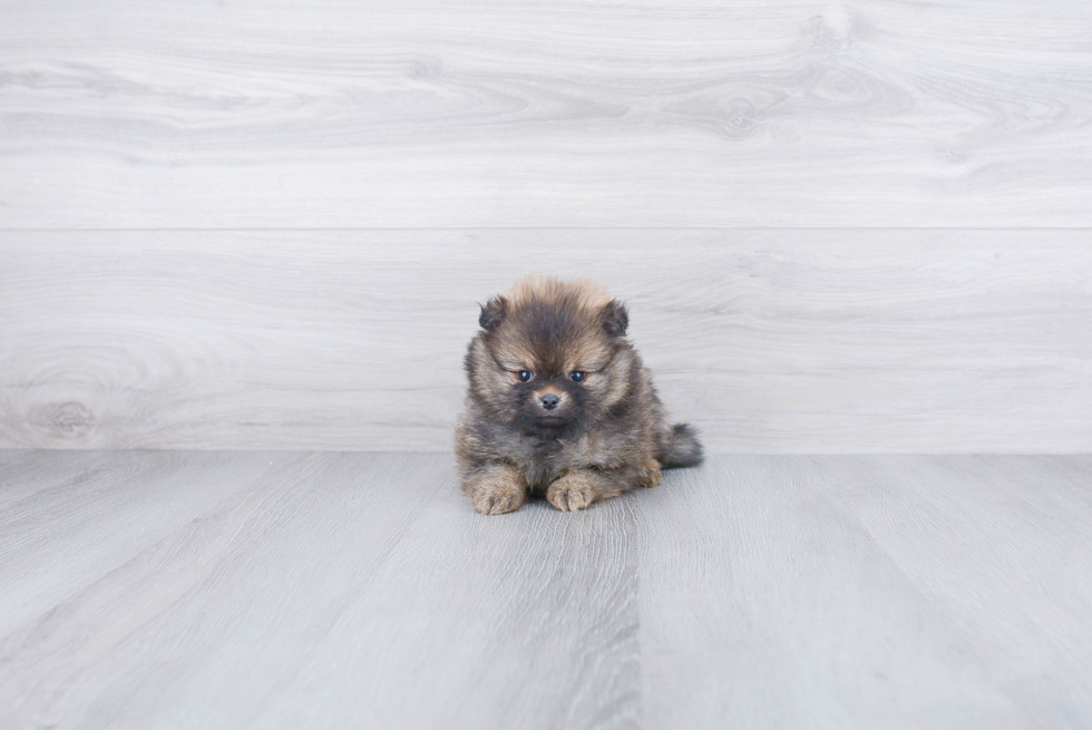 Pomeranian Puppy for Adoption