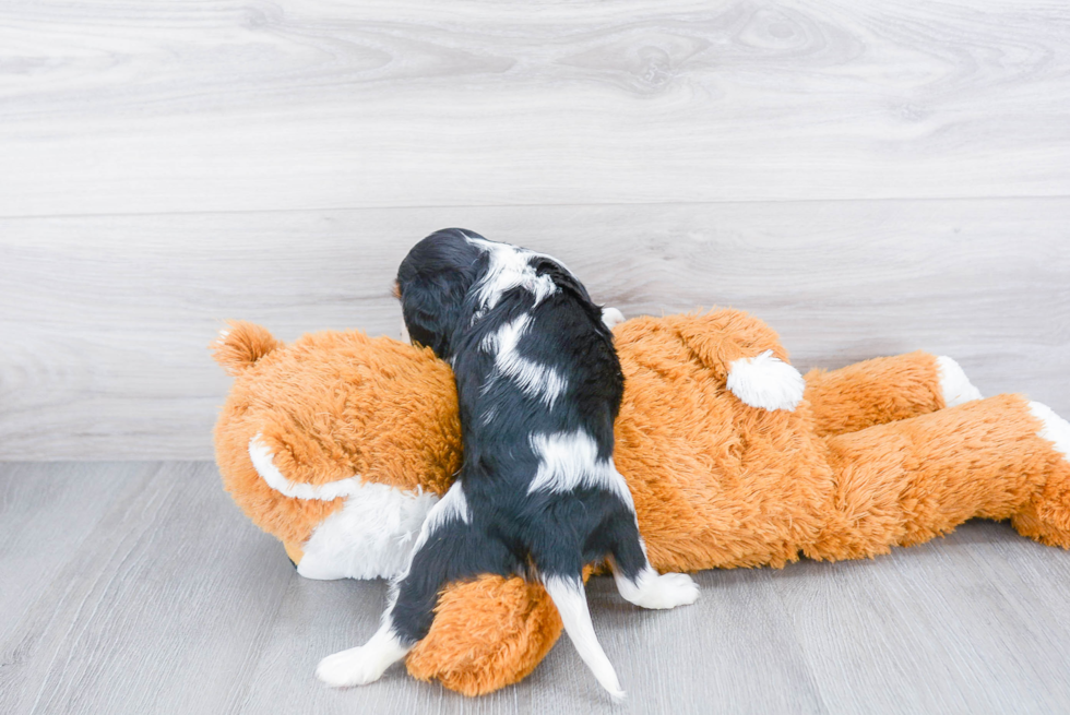 Funny Cavalier King Charles Spaniel Baby