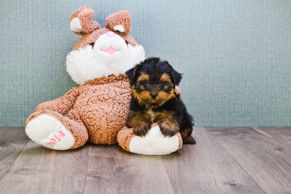 Meet Timmy - our Yorkshire Terrier Puppy Photo 