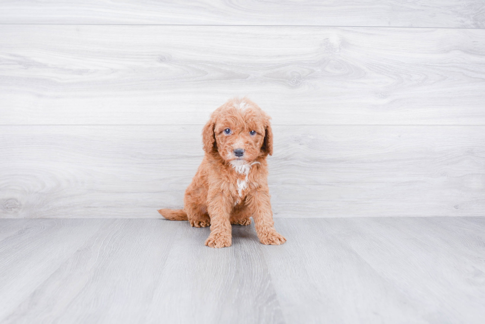 Best Mini Goldendoodle Baby