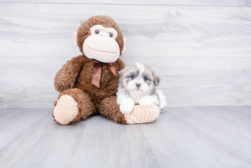 Popular Teddy Bear Designer Pup