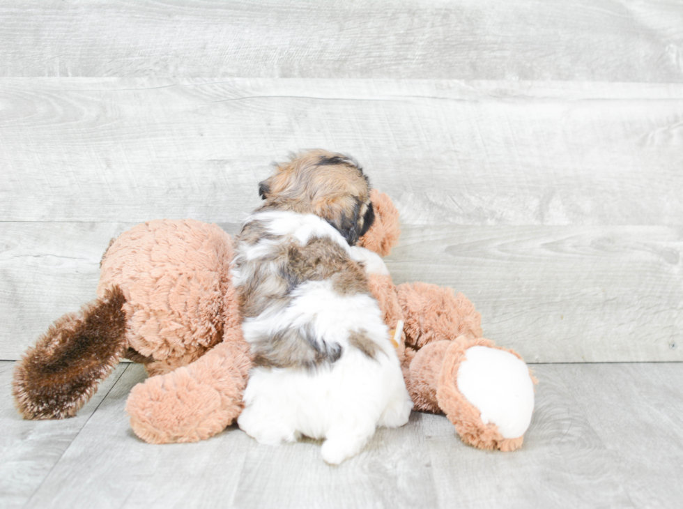 Small Havanese Baby