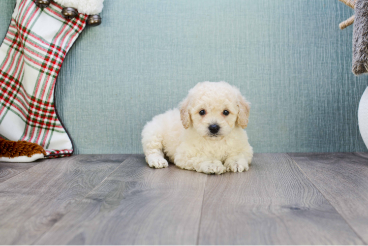 Best Maltipoo Baby