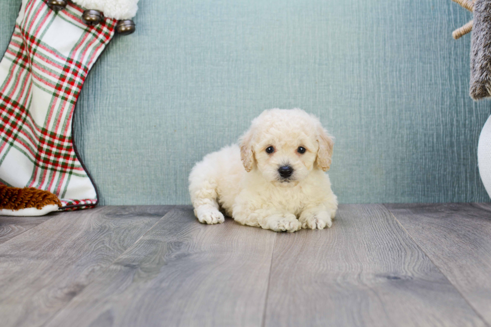 Best Maltipoo Baby