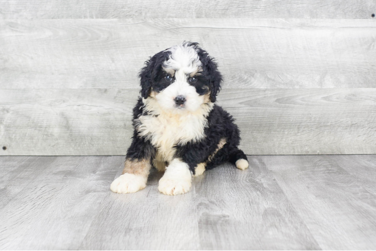 Smart Mini Bernedoodle Poodle Mix Pup