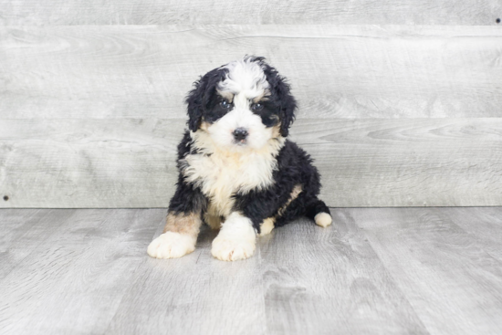 Smart Mini Bernedoodle Poodle Mix Pup