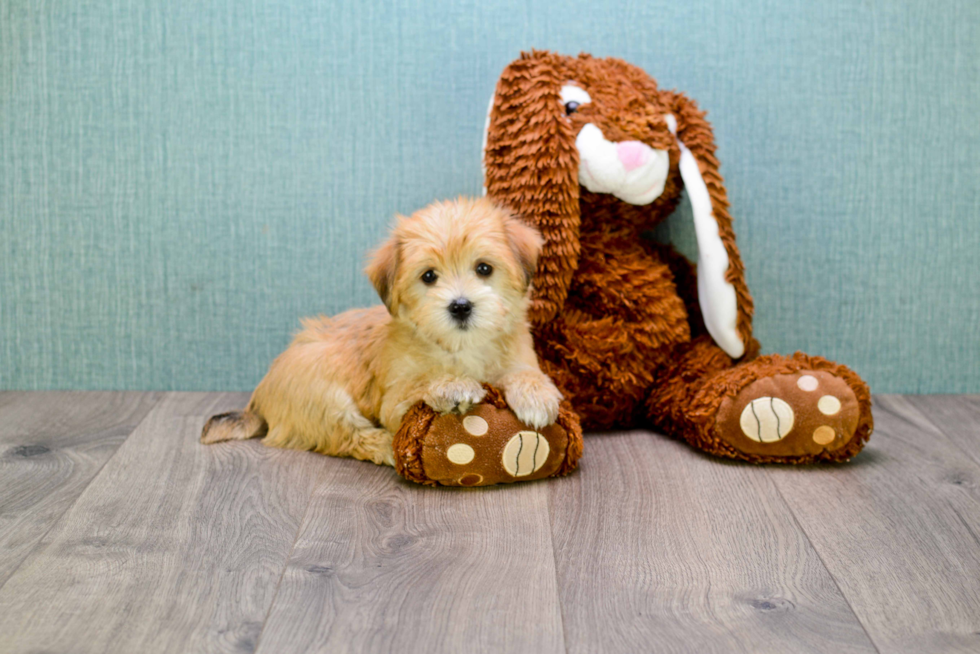 Morkie Pup Being Cute