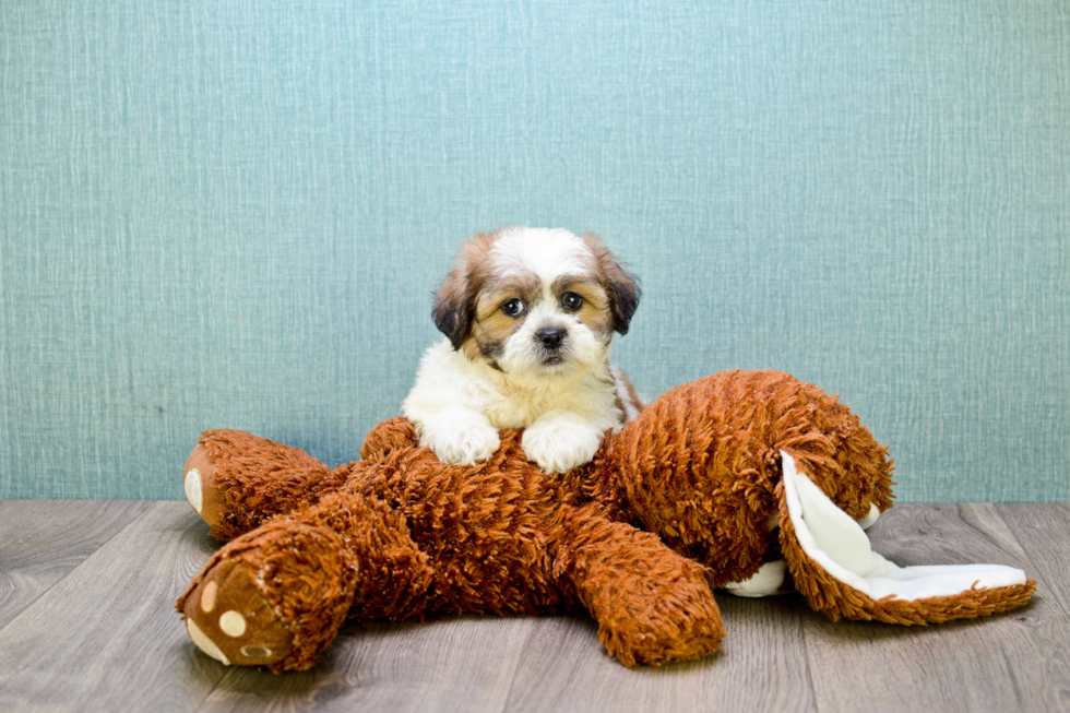 Playful Shichon Designer Puppy