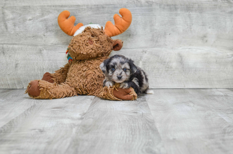 Mini Aussiedoodle Puppy for Adoption