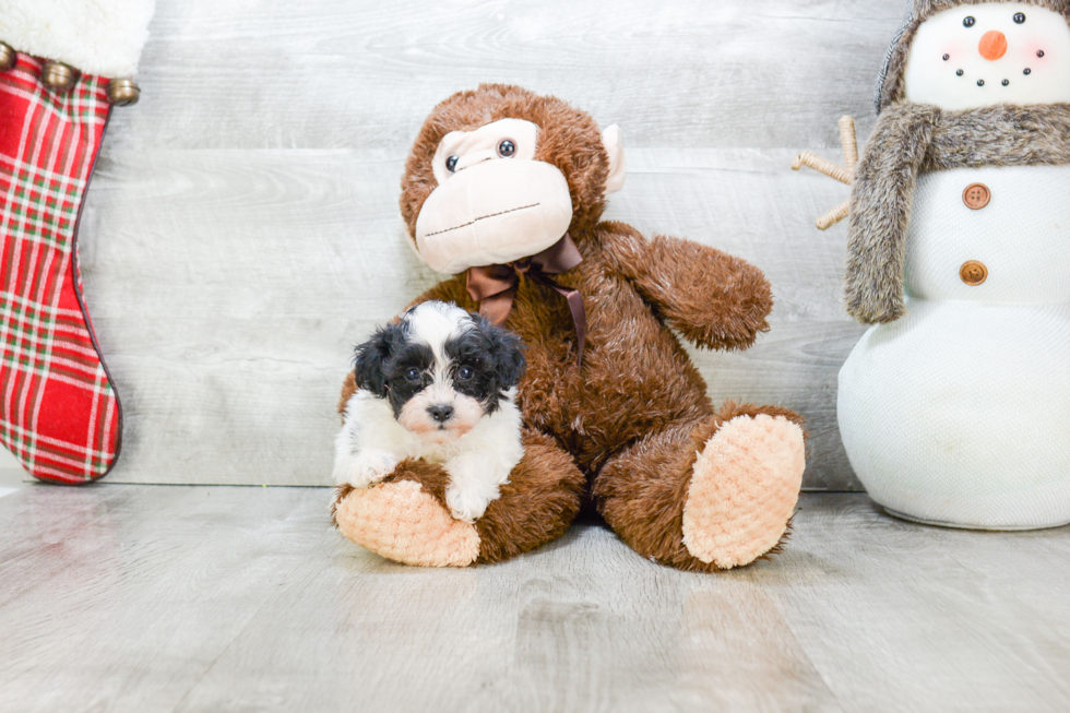 Teddy Bear Pup Being Cute