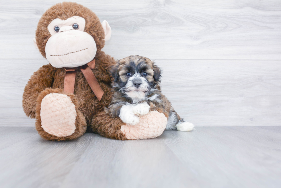 Havanese Puppy for Adoption