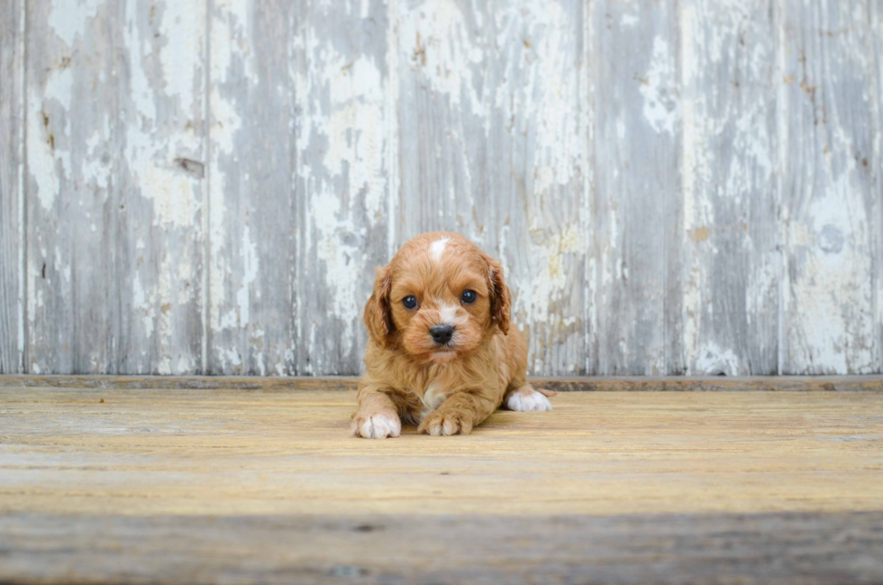 Cavapoo Pup Being Cute