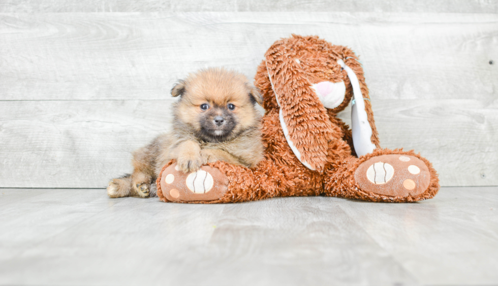 Little Pomeranian Purebred Pup