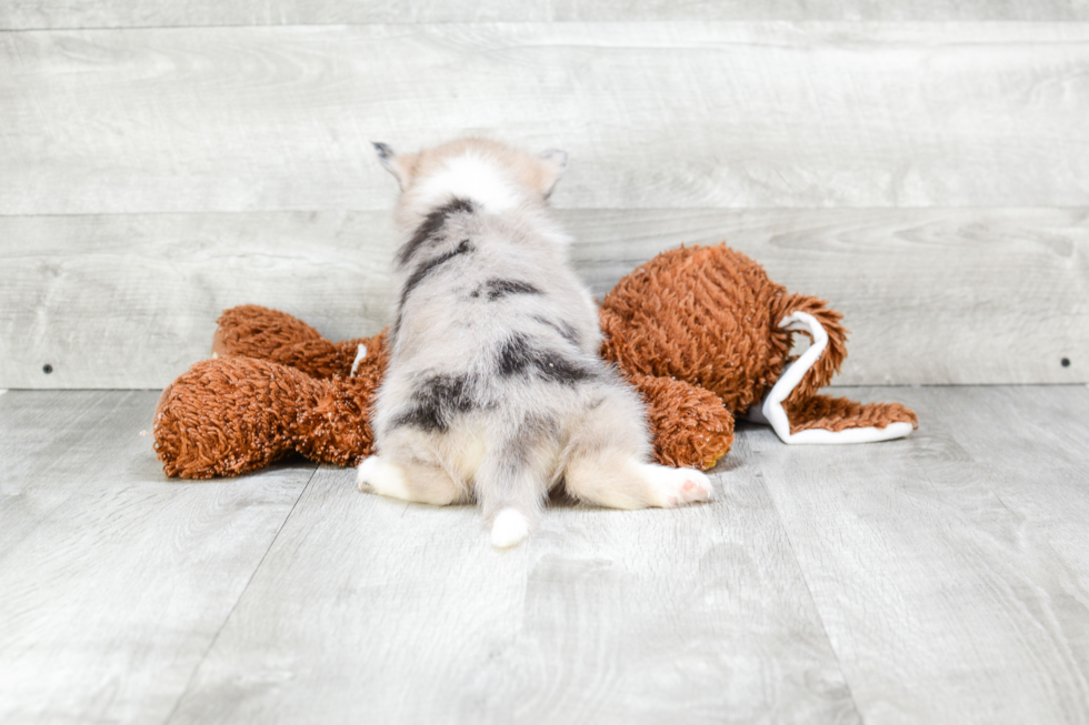 Adorable Mini Husky Designer Puppy