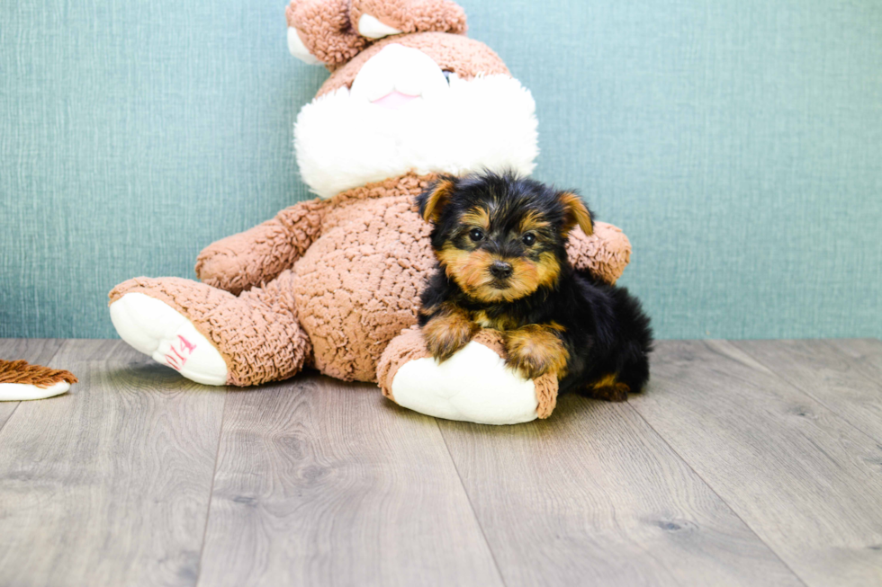 Meet Teacup-Jeremy - our Yorkshire Terrier Puppy Photo 