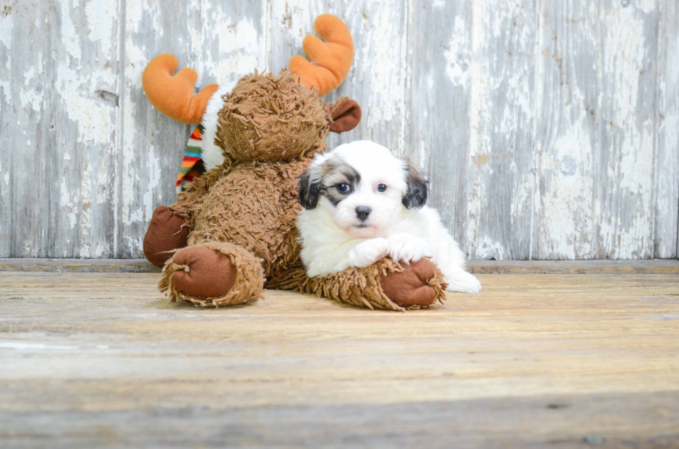 Teddy Bear Puppy for Adoption