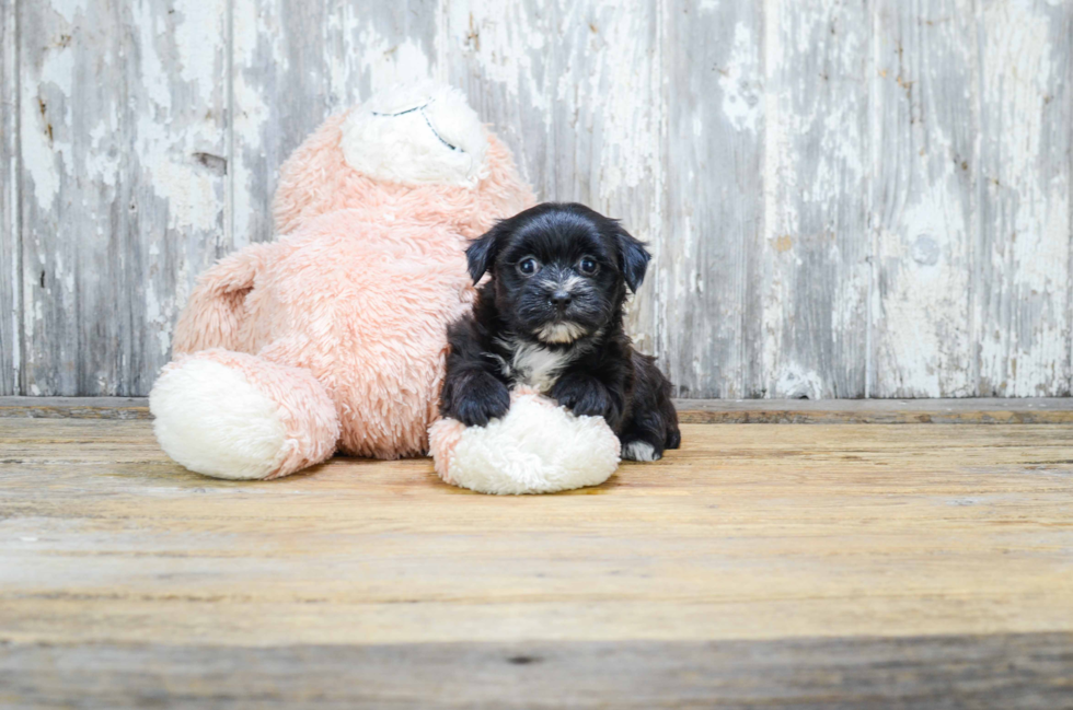 Fluffy Morkie Designer Pup