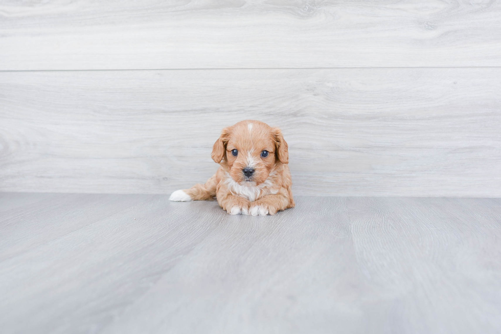 Cavapoo Puppy for Adoption