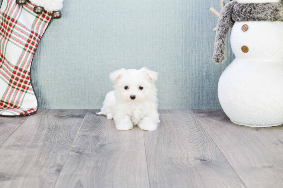 Little Maltese Purebred Pup