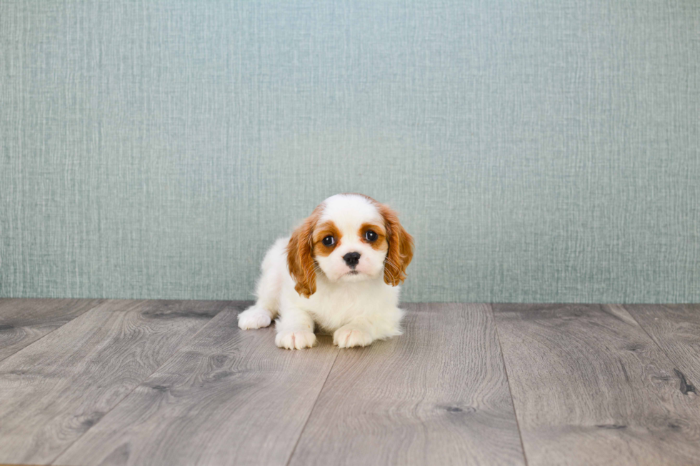 Adorable Cavalier King Charles Spaniel Purebred Puppy