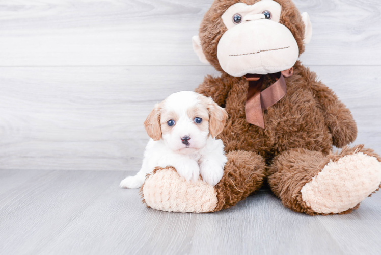 Cavapoo Puppy for Adoption