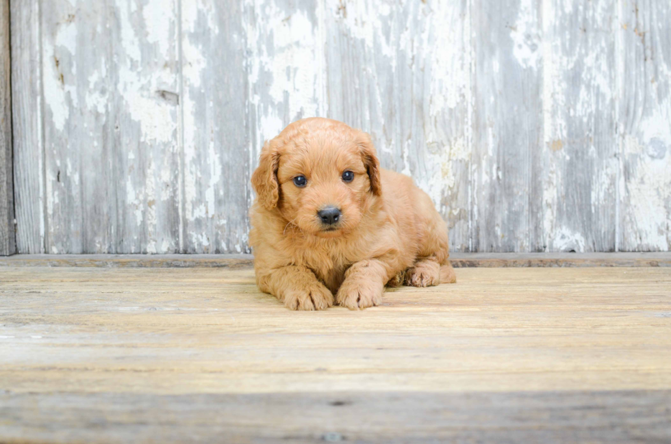 Little Golden Retriever Poodle Mix Puppy