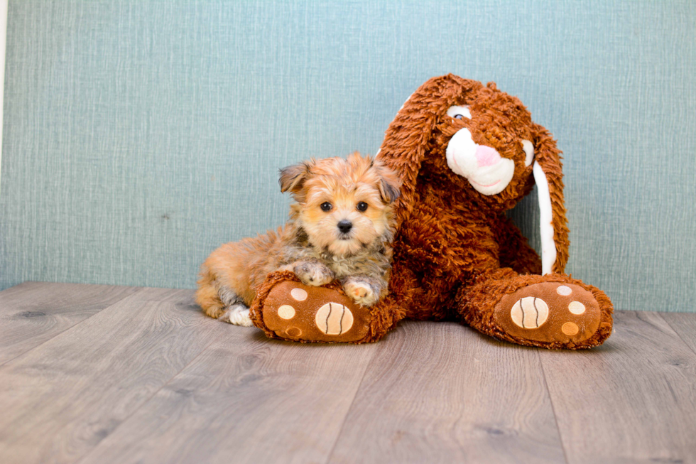 Morkie Pup Being Cute